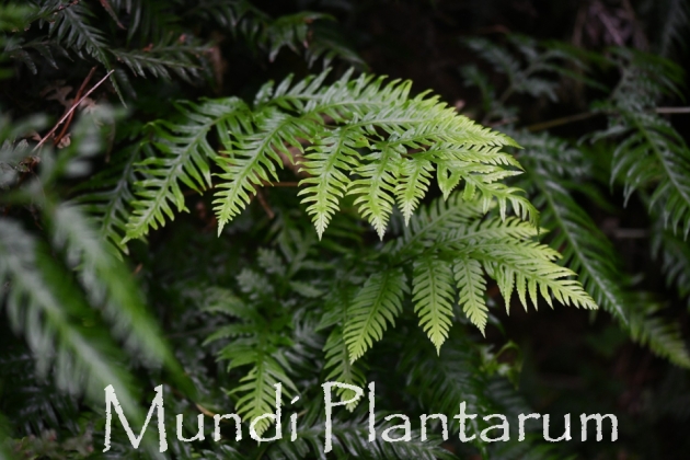 Pteris berteroana Mundi Plantarum